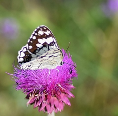 Melanargia larissa