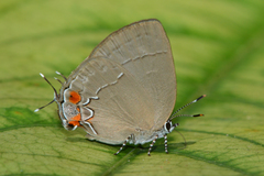 Symbiopsis perulera