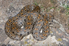 Montivipera raddei