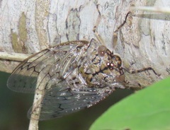 Oxypleura lenihani