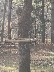 Cardinalis cardinalis