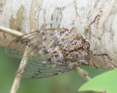 Oxypleura lenihani