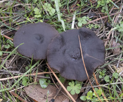Entoloma subcapitatum