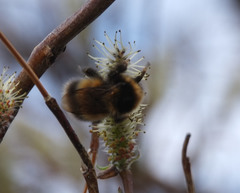 Bombus sporadicus