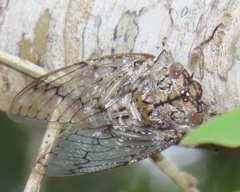 Oxypleura lenihani