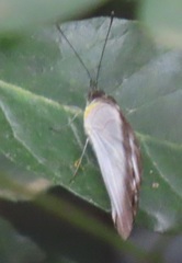 Appias epaphia contracta