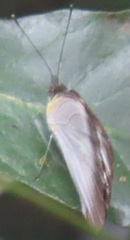 Appias epaphia contracta