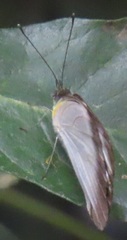 Appias epaphia contracta