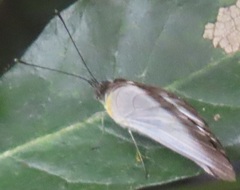 Appias epaphia contracta