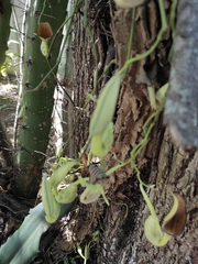 Aristolochia maxima