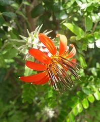 Mutisia coccinea