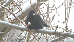 Corvus monedula