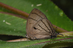 Theritas paupera