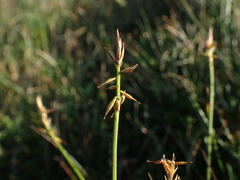 Carex macrostylos