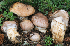 Phlegmacium herculeum