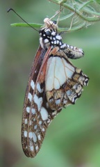 Graphium angolanus