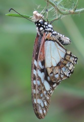 Graphium angolanus