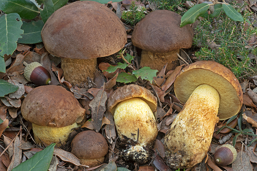 Leccinellum lepidum (H.Bouchet ex Essette) Bresinsky & Manfr.Binder