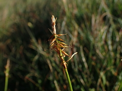 Carex macrostylos