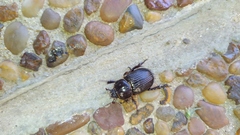Archophileurus