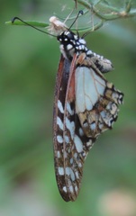 Graphium angolanus