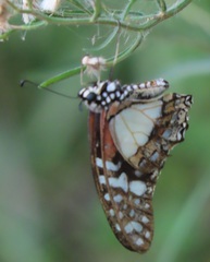 Graphium angolanus