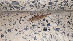 Neoconocephalus spiniger