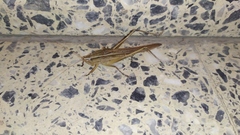 Neoconocephalus spiniger