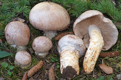 Phlegmacium herculeum