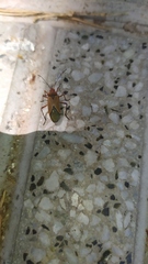 Dysdercus