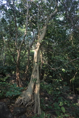 Ficus amplissima