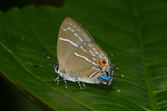 Thestius epopea