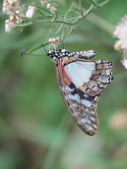 Graphium angolanus