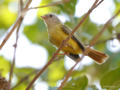 Erythrocercus livingstonei