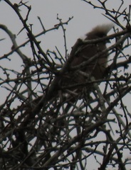 Colius striatus integralis