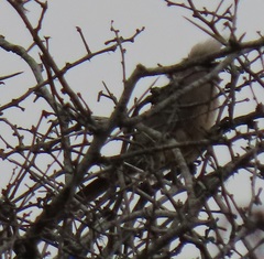 Colius striatus integralis