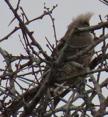 Colius striatus integralis