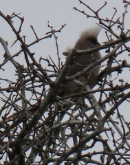 Colius striatus integralis