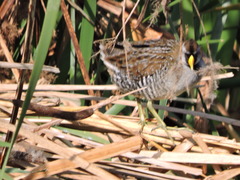 Porzana carolina