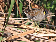 Porzana carolina