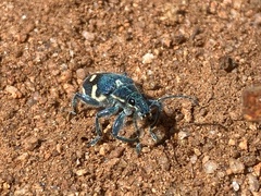 Polyclaeis longicornis