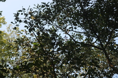 Ficus amplissima