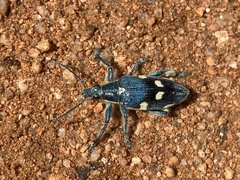 Polyclaeis longicornis
