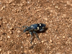 Polyclaeis longicornis