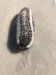 Holothuria princeps
