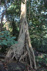 Ficus amplissima