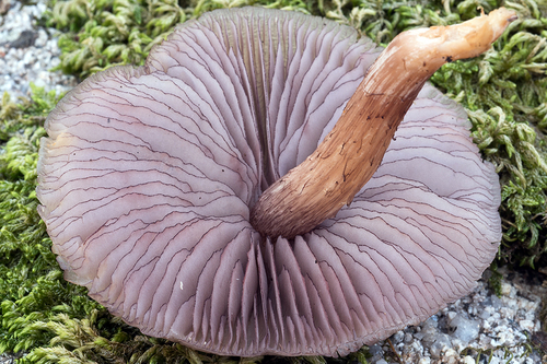 Blackedge Bonnet