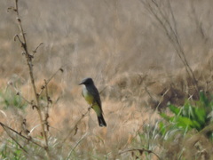Tyrannus vociferans