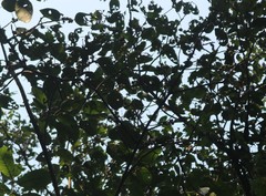 Ficus amplissima