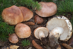 Tricholoma cedretorum